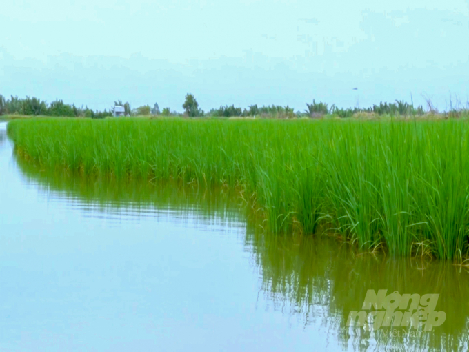 Tỉnh Bạc Liêu lên kế hoạch mở rộng diện tích lúa tôm lên 43.000 ha. Ảnh: Quốc Việt.