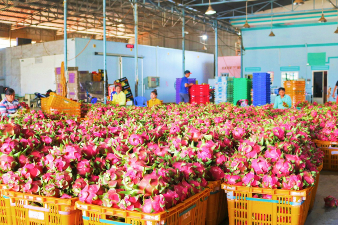 The fact that Binh Thuan dragon fruit has just been granted a Geographical Indication Certificate in Japan will open up many new opportunities for dragon fruit exports to other demanding markets. Photo: KS.