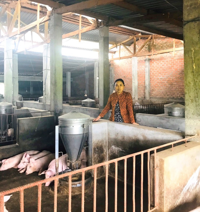Ms. Tran Thi Le now maintains just 70-80 pigs in the barn and will not contemplate repopulating the big herd until next year. Photo: Vu Dinh Thung.