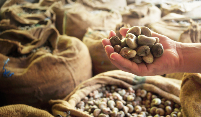 Imports of raw cashew nut decrease in two consecutive months. Photo: TL.