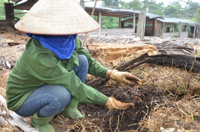 Xử lý chất thải chăn nuôi để nuôi giun quế. Ảnh: NNVN.