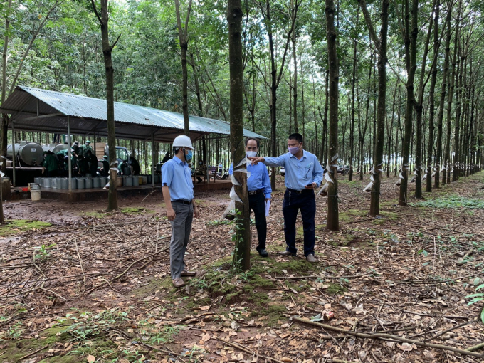Ông Võ Toàn Thắng, Tổng Giám đốc công ty (đứng giữa) đi kiểm tra vườn cây khai thác.
