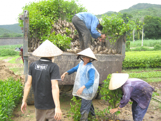 Nông dân mua giống cây lâm nghiệp ở Thị trấn La Hai (huyện Đồng Xuân) vận chuyển trồng rừng. Ảnh: Mạnh Hoài Nam.