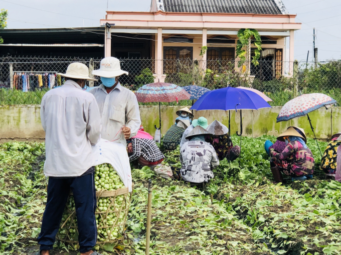 Lượng cung ứng các mặt hàng nông sản, trong đó chủ yếu là rau màu tại Tiền Giang tăng khá cao nên chưa xảy ra tình trạng tồn đọng, ùn ứ. Ảnh: Trần Trung.