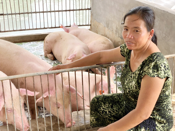 Facing the situation of pork prices falling sharply, the provinces in the Mekong Delta have not innitiated any policies to support farmers. Photo: Le Hoang Vu.