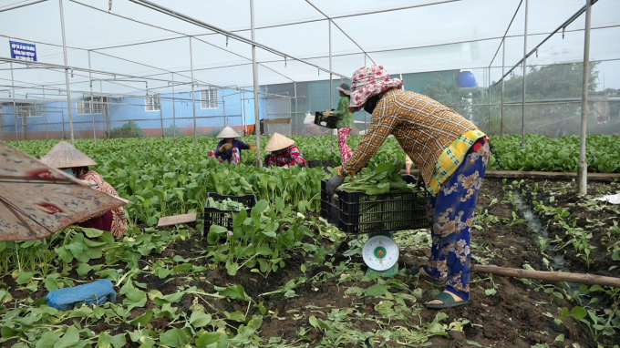 Khi bà con áp dụng KH-KT trồng rau theo quy trình VietGAP thì có thể trồng gần như quanh năm, khoảng 9-10 vụ. Ảnh: Minh Sáng.