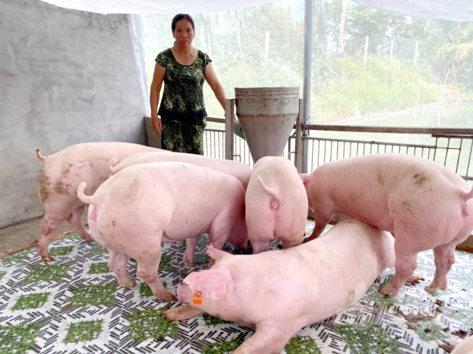 Farmers are expecting that in the last months of the year, the price of pigs will back to the upward trend, creating more profit for farmerst. Photo: Le Hoang Vu.
