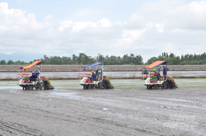 Công ty CP Trung An vào vụ gieo cấy lúa bằng máy trên cánh đồng lớn. Ảnh: HĐ