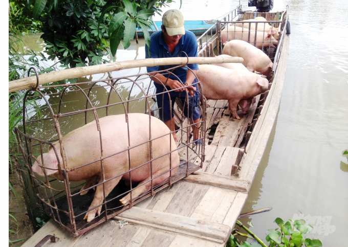 Traders buy pigs from households in the Mekong Delta. Photo: Le Hoang Vu.