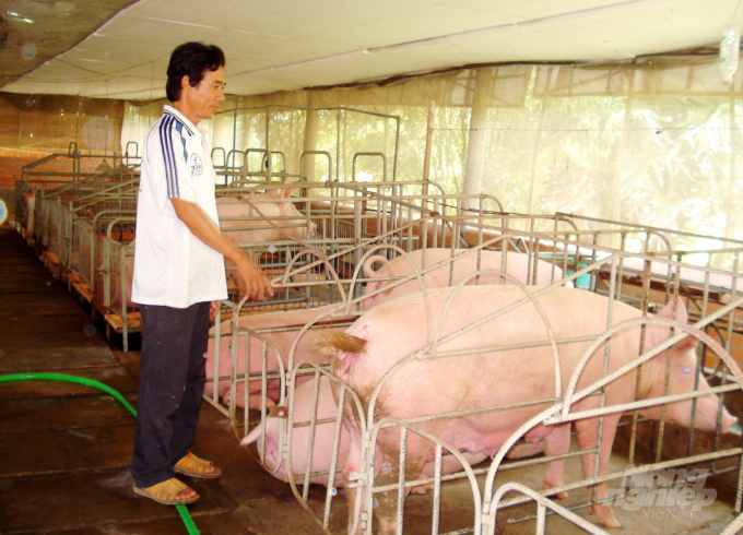 With the current selling price, pig farmers lose at least VND 1.4-1.5 million per head. Photo: Le Hoang Vu.