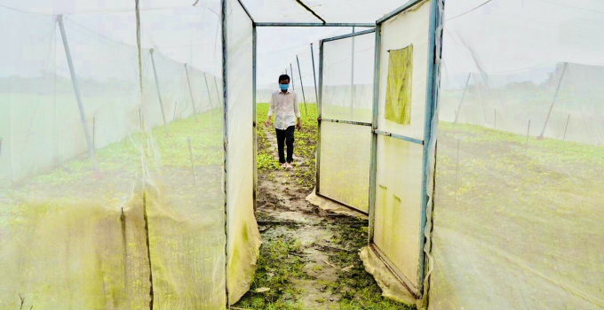 Ông Nguyễn Thanh Quang áp dụng nhà lưới cho việc ươm giống rau. Ảnh: Minh Sáng.