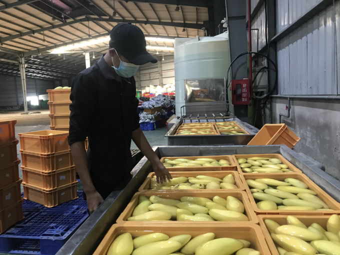 Heat treatment technology on mango fruit at the agricultural product processing plant of Cat Tuong Company. Photo: MD.