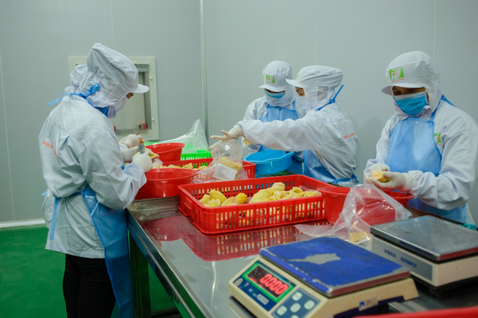 Chánh Thu là một trong những doanh nghiệp xuất khẩu trái cây tiêu biểu của Việt Nam đầu tư bài bản về hệ thống sơ chế, bảo quản, đảm bảo việc xuất khẩu sang các thị trường khó tính. Ảnh: Chánh Thu.