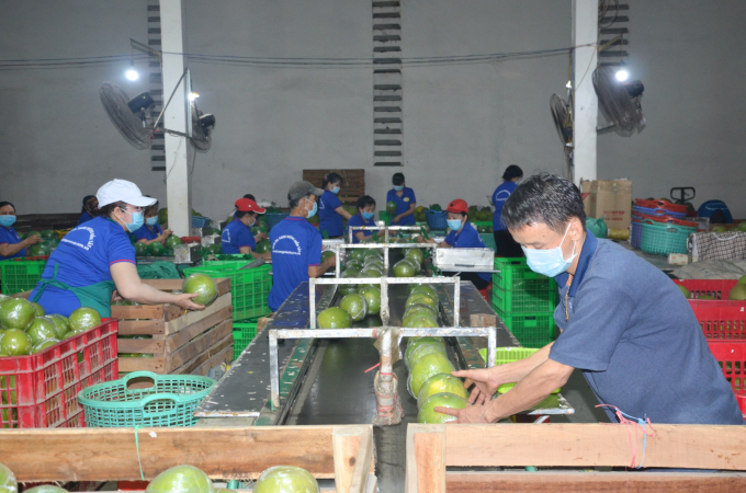 Hệ thống sơ chế, đóng gói, bảo quản ngày càng được các doanh nghiệp chú trọng đầu tư, bởi khâu này quyết định cuối cùng tới chất lượng, mẫu mã sản phẩm tới tay người tiêu dùng. Ảnh: TL.