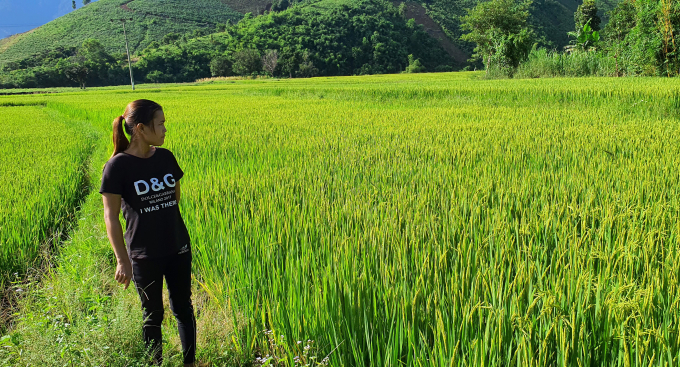 Từ chỗ liên tục thiếu ăn, bà con ở xã Yang Mao nay đã đủ đầy lúa gạo, còn có dư để bán. Ảnh: Tùng Lâm.