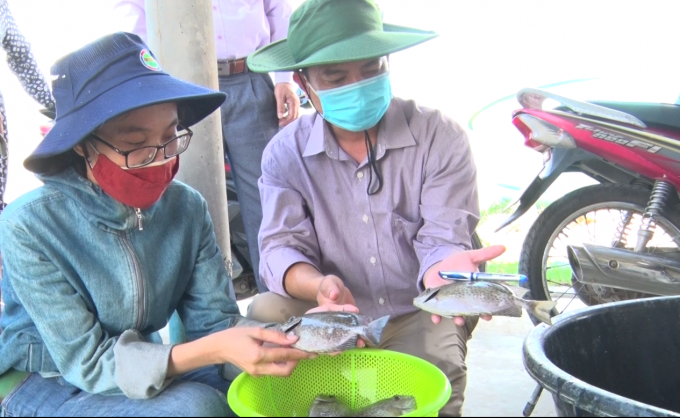 Cán bộ khuyến nông kiểm tra tình hình sinh trưởng của cá dìa tại mô hình. Ảnh: Phan Việt Toàn.