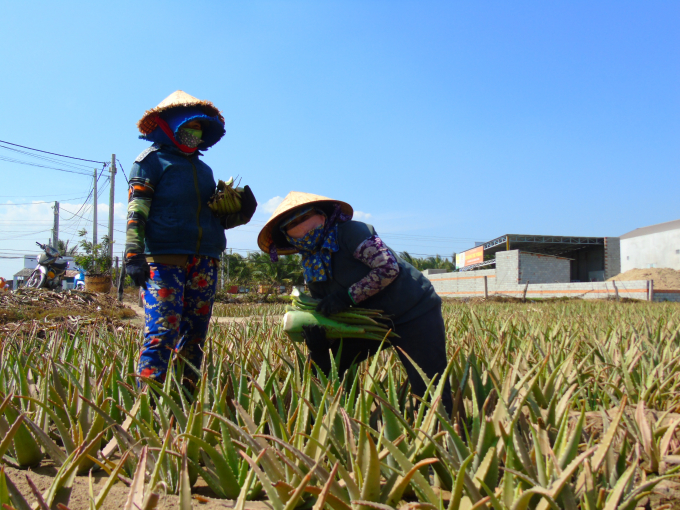 Hiện nay, bà con nông dân Ninh Thuận đã bắt nhịp trở lại sau dịch bệnh Covid-19. Ảnh: Cơ Nguyễn.