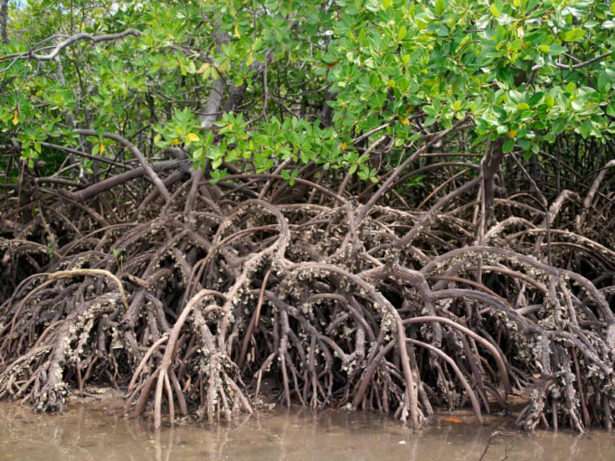 Rễ cây ngập mặn bao bọc xung quanh trên đảo Pate, một phần của quần đảo Lamu. Ảnh: Alamy.
