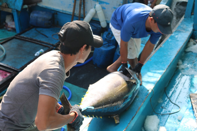 Tuna exports in Vietnam are incapable of recovery post pandemic. Photo: TL. 
