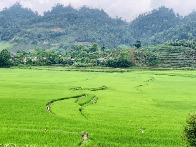 Hàng nghìn diện tích lúa ở huyện Mường Khương được đảm bảo nước tưới tiêu. Ảnh: T.L