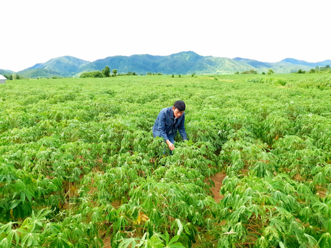 Một vườn sắn bị mắc bệnh khảm lá ở huyện Krông Pa (Gia Lai). Ảnh: Đ.L.