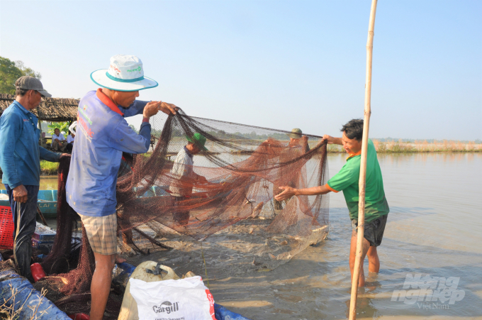 Nuôi cá trên ruộng lúa nông dân không phải đầu tư nhiều, chủ yếu là con giống và lưới vây thả nuôi, cá tự ăn thức ăn tự nhiên để phát triển nên đạt hiệu quả kinh tế cao. Ảnh: Trung Chánh.