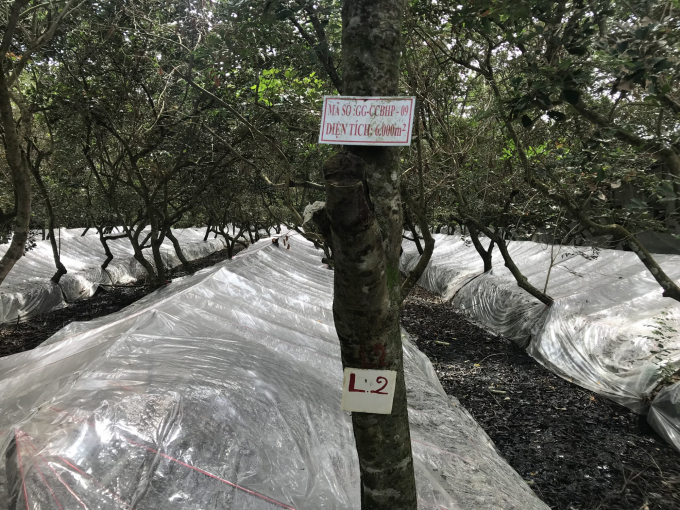 Rambutan of Binh Hoa Phuoc Cooperative is produced according to GlobalGAP standard and is granted a planting area code. Photo:  MD.