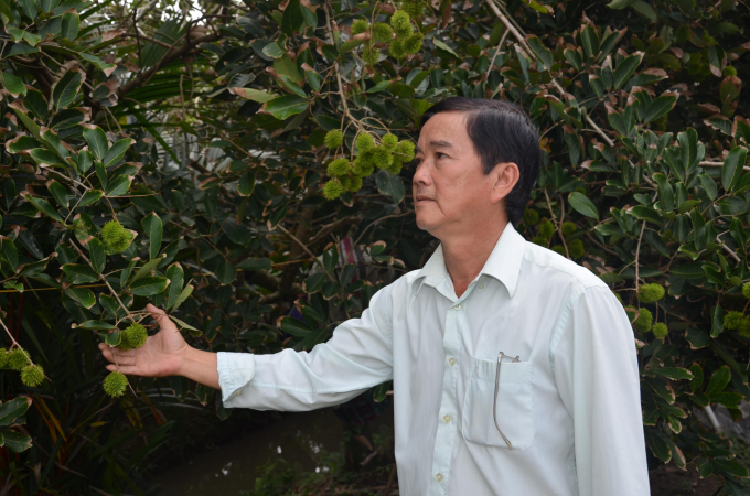 Ông Nguyễn Ngọc Nhân, Giám đốc HTX chôm chôm Bình Hoà Phước cho biết: Vườn chôm chôm của thành viên HTX vừa được phục hồi sau hạn mặn, bà con đang xử lý nghịch vụ bán Tết. Ảnh: MĐ.