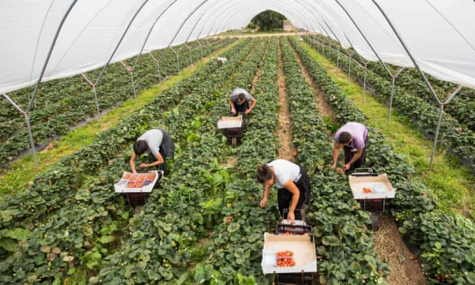 Nông dân Anh canh tác trong nhà màng tại Hereford. Ảnh: Getty.