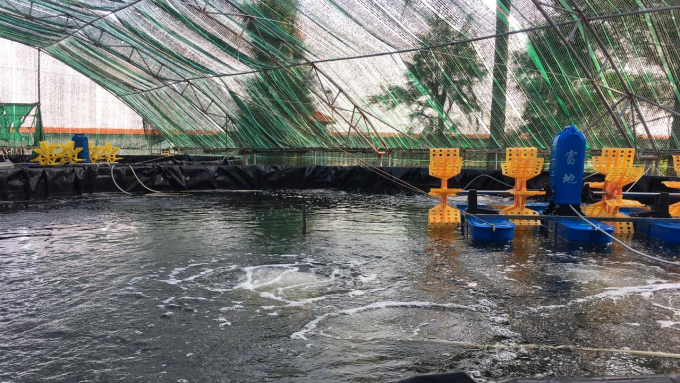 RAS technology helps shrimp farmers reduce risks. Photo: Dinh Muoi.