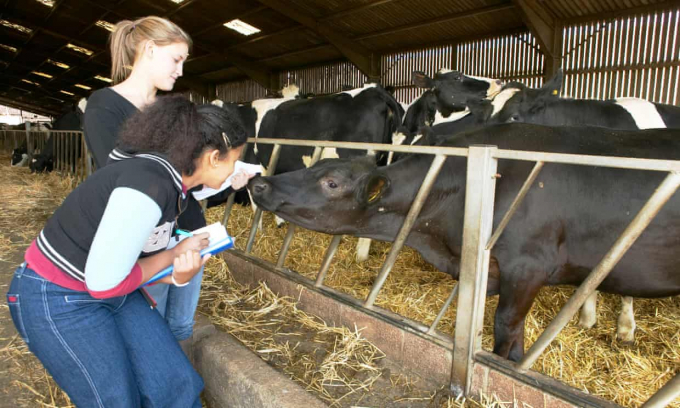 Số lượng sinh viên nữ học nông nghiệp ở Anh ngày càng tăng. Ảnh: Guardian.