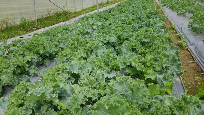 Cải xoăn kale hữu cơ, cho năng suất và chất lượng cao vì được trồng theo công nghệ cao. Ảnh: Đăng Hải.