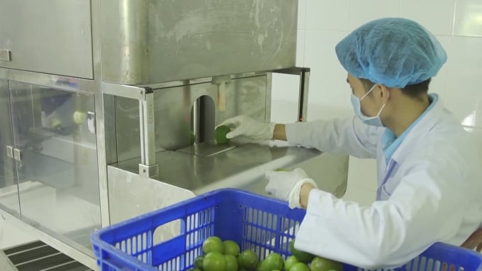 Công ty ché biến sâu sản phẩm nâng cao chuỗi giá trị cho trái chanh Long An. Ảnh: Chanh Việt.
