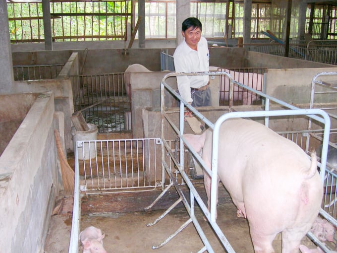 Pig farmers expect a higher stable pig prices during year-end when demand for pig tends to increase. Photo: Hoang Vu.