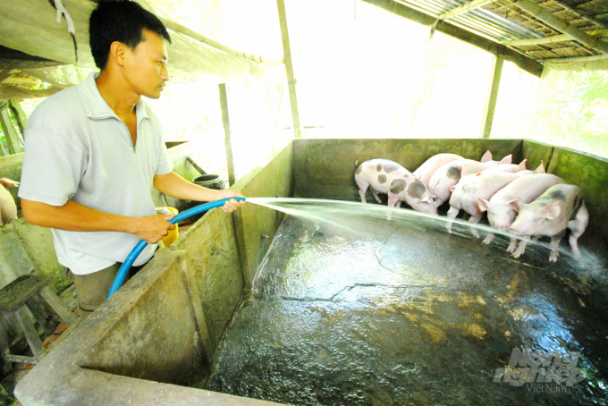 Người chăn nuôi heo đang phái đồi mặt với vô vàn khó khăn, nhất là cúc sốc giá heo hơi tụt dốc không phanh như hiện nay. Ảnh: Hoàng Vũ.