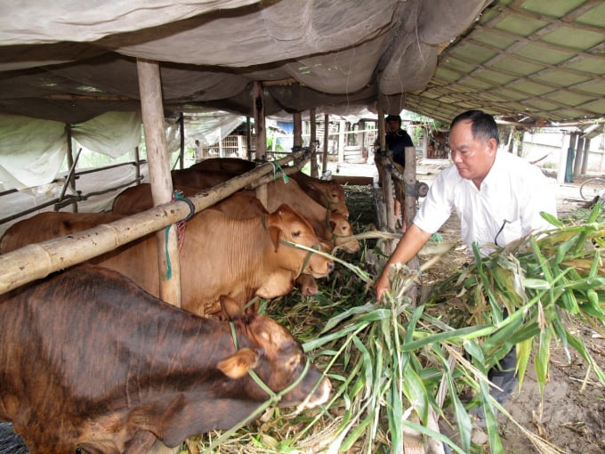 An Giang farmers are resuming livestock production, particularly cattle. Photo: Trung Chanh.