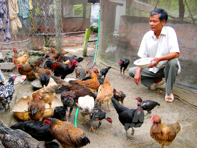 Small farming households are called on to join production chains to reduce risks caused by large market fluctuations. Photo: Hoang Vu.