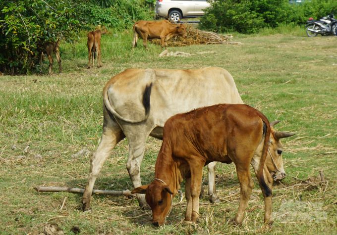 Nông dân chăn nuôi bò thịt ở vùng hạn - mặn tỉnh Sóc Trăng. Ảnh: HĐ.