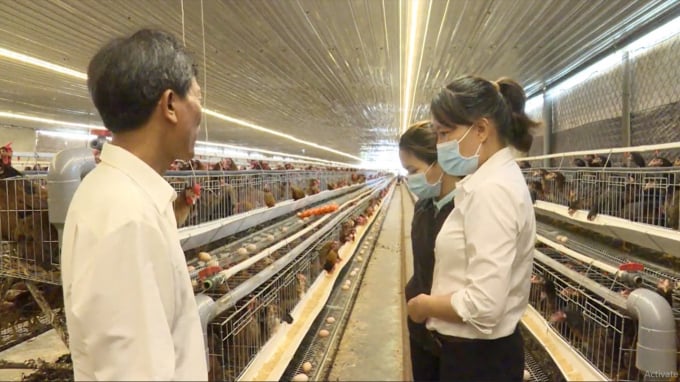Trại gà giống của Công ty TNHH Giống gia cầm Phùng Dầu Sơn ở xã Suối Tân, huyện Cam Lâm (Khánh Hòa) Ảnh: LT.
