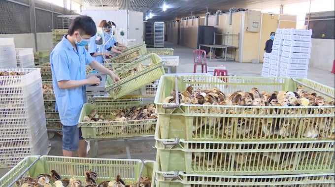 Hiện trại gà giống của Công ty TNHH Giống gia cầm Phùng Dầu Sơn đã cung cấp sản phẩm cho người nuôi khắp các tỉnh thành phố trên cả nước và Campuchia. Ảnh: LT.