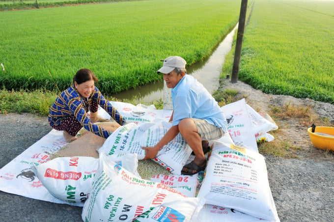 From the stage that rice starts blooming, applying NPK is not necessary and is very wasteful. Photo: LHV.