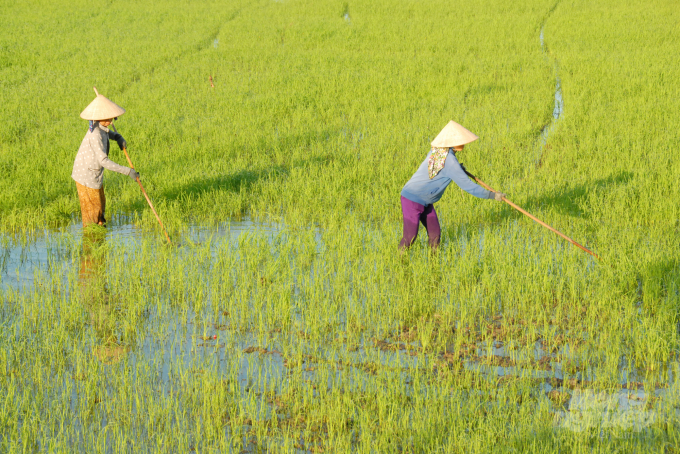 With such a suitable fertilizing way and a scientific process of farming, the significant reduction in fertilizer will still ensure the rice yield. Photo: LHV.