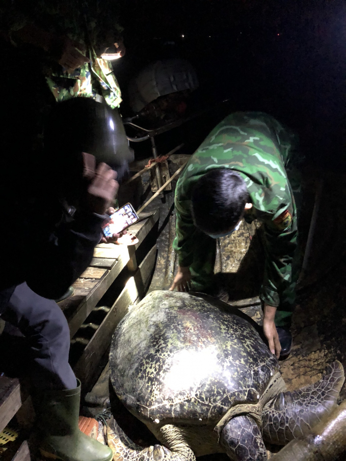 Cá thể rùa biển được Bộ đội biên phòng và ngư dân Quảng Bình thả về biển. Ảnh: H.G