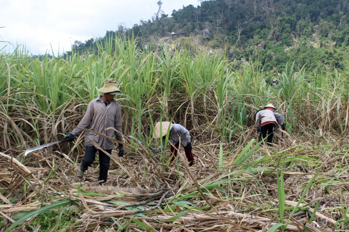 The increase in world sugar prices has helped farmers at a higher sugarcane price than in previous years. Photo: TS.
