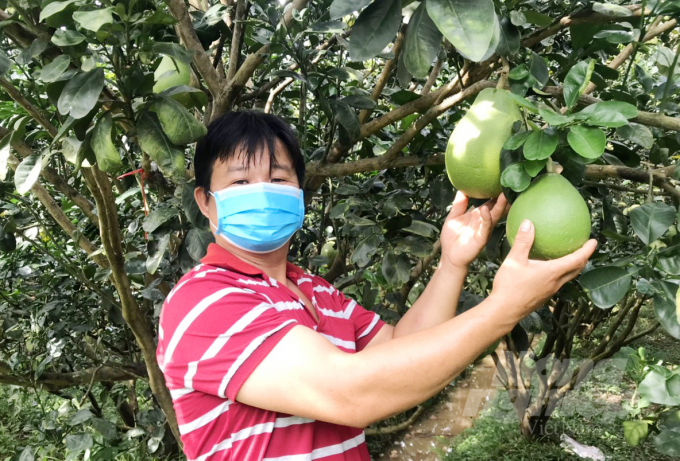 Anh Nguyễn Văn Thanh cho biết từ khi sử dụng SEA và phân bón hữu cơ, vườn bưởi luôn xanh mướt, cho trái đẹp, năng suất ổn định. Ảnh: Bình Minh.