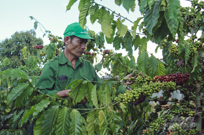 Tỉnh Lâm Đồng hiện thiếu khoảng 50% nhân công lao động thu hái cà phê. Ảnh: N.Ngà.