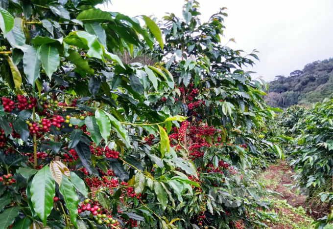 Cà phê ở Lâm Đồng đã bắt đầu chín rộ nhưng thiếu trầm trọng nhân công thu hái khiến nhiều nhà vườn rất lo lắng. Ảnh: Minh Hậu. 