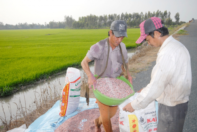High fertilizer prices are a burden for the production of the 2021-2022 winter-spring rice crop. Photo: Le Hoang Vu. 