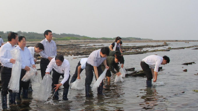 Phó Thủ tướng Lê Văn Thành (thời điểm chụp ảnh là Bí thư Thành ủy Hải Phòng) cùng lãnh đạo các đơn vị liên quan thả những con giống bào ngư 9 lỗ tại đảo Bạch Long Vỹ. Ảnh: CTV.