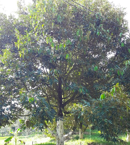 Khi cây quá cao (trên 7 m) cần cắt ngọn để hãm bớt chiều cao, tạo thuận lợi cho quá trình chăm sóc, thu hoạch.